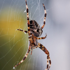 Fumigacion de insectos aranas