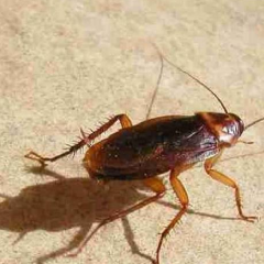 Fumigacion de cucarachas