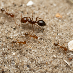 Fumigacion de hormigas