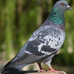 Control de plagas de palomas